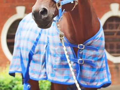 Horse Rug Horse Blanket
